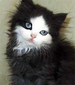 cute fuzzy black & white kitten