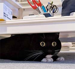 cat with startled expression hiding under a table