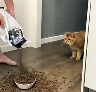 cat staring at kibble overflowing in bowl