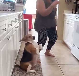 beagle dancing