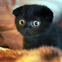 black Scottish fold kitten looking startled