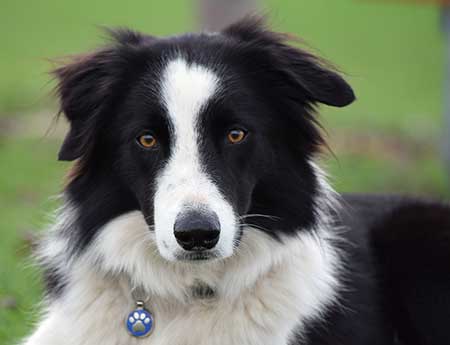 Black and white dog wearing a blue pet tag