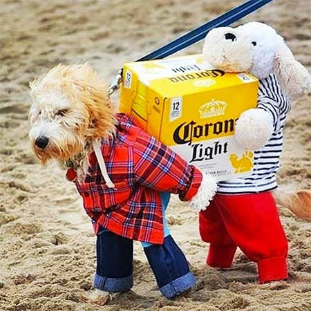 Pets In Hilarious Costumes
