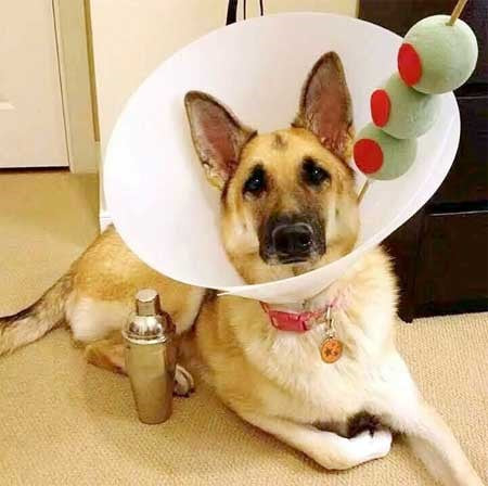 Pets In Hilarious Costumes