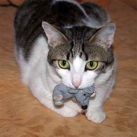 Cat with mouse toy in mouth
