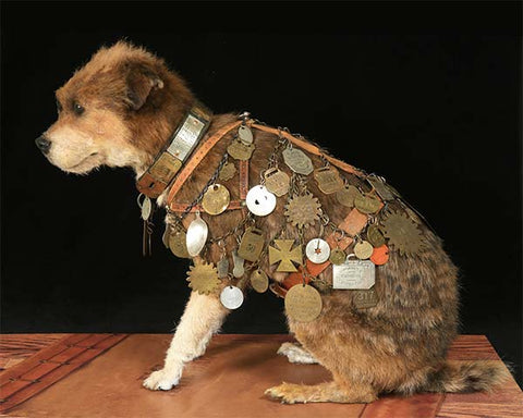Dog with tens of tags on