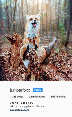 Juniper the fox
