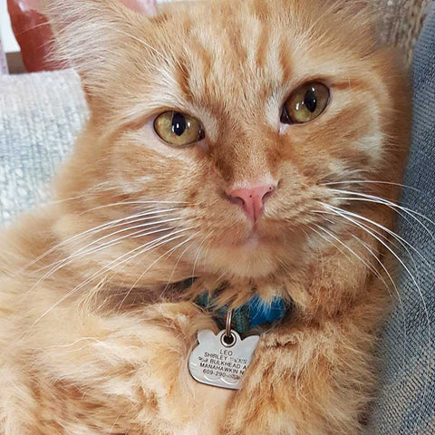 An orange kitty wearing a silver cat face shaped ID tag