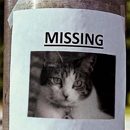 Missing Pet Poster