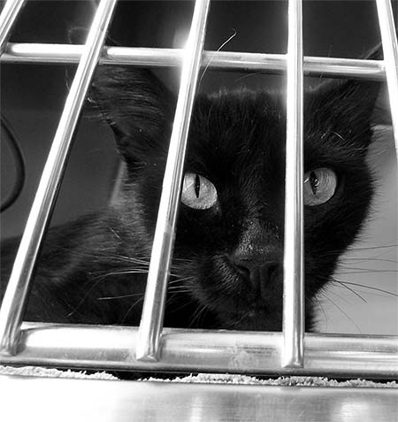 A cat in a cage at the shelter
