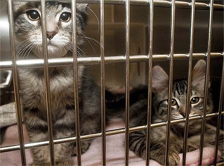 Cats in a cage at the shelter