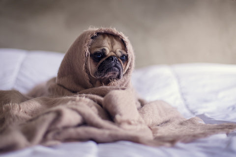 Cute pug dog puppy wrapped in blanket cold