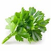 Coriander