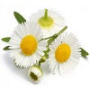 Chamomile