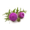 Milk Thistle