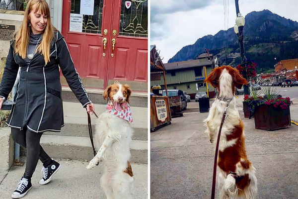 Interview: Dexter, the Brittany Spaniel, Discovered  Stroll on his Ba