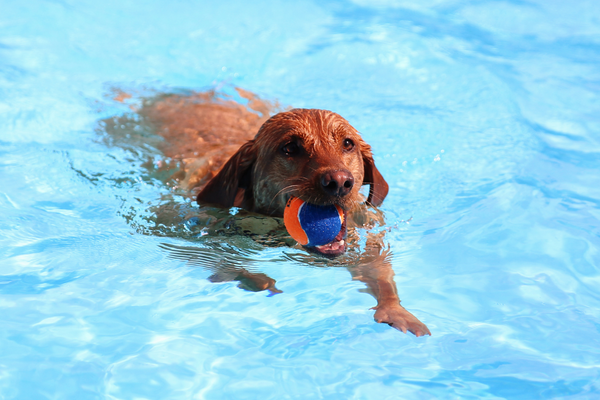 Canine Swimming 101: The Newbie’s Information to Educating Your Canine Find out how to Swi