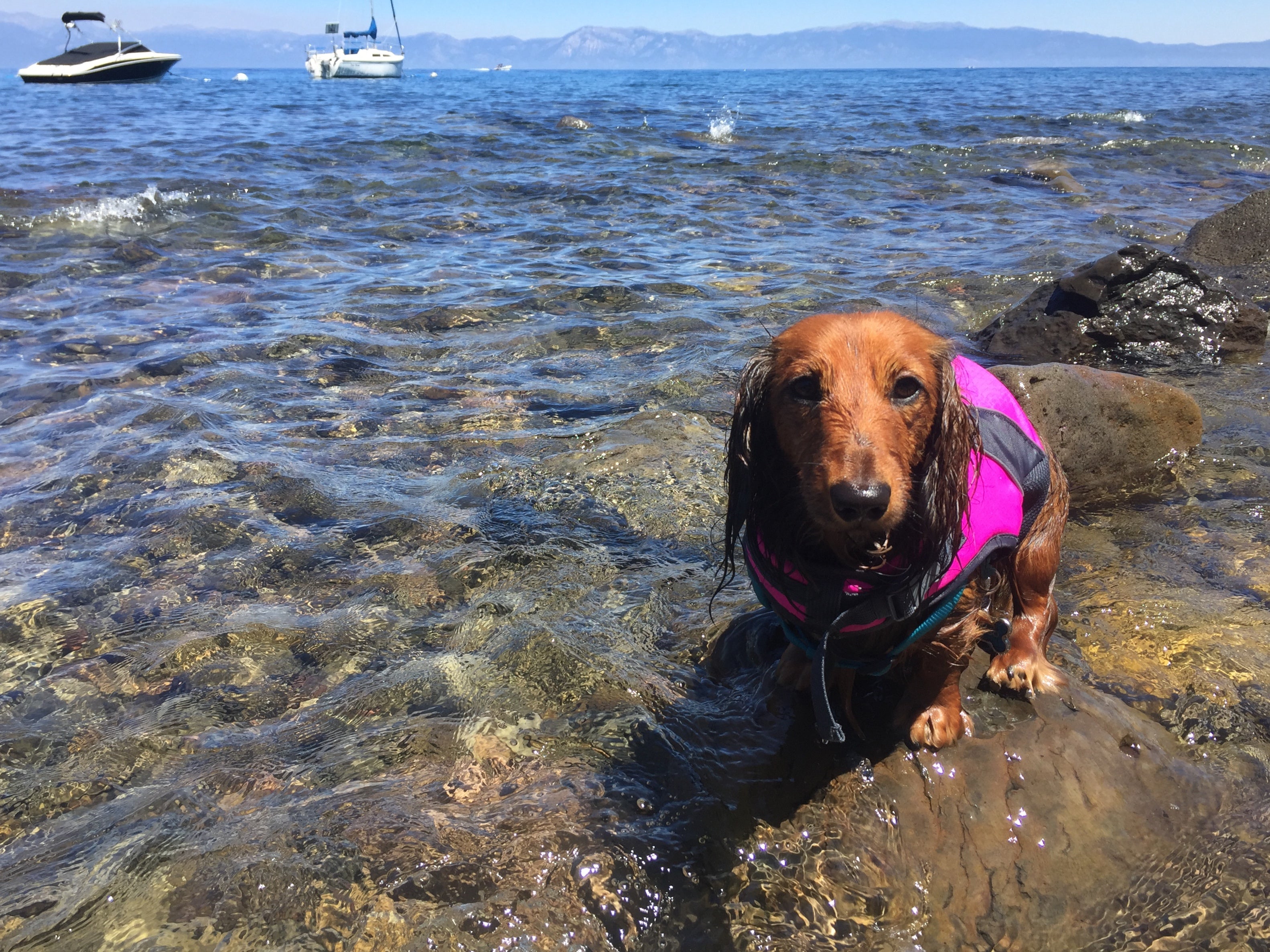 Django (@djangothegent) in his Good2Go dog life jacket takes a break from swimming on the shore of Lake Tahoe, California