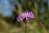 Centaurea nigra - Common Knapweed