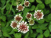 Trifolium pratense - Wild Red Clover
