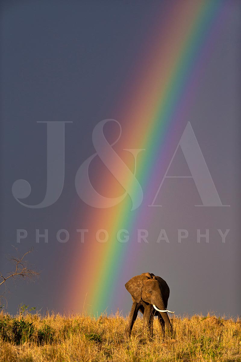 Fine art photographic print by Jonathan and Angela Scott, depicting a stunning rainbow over an elephant in Maasai Mara, Kenya.