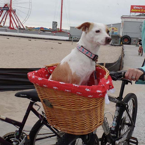 Train your dog to ride in a bike basket