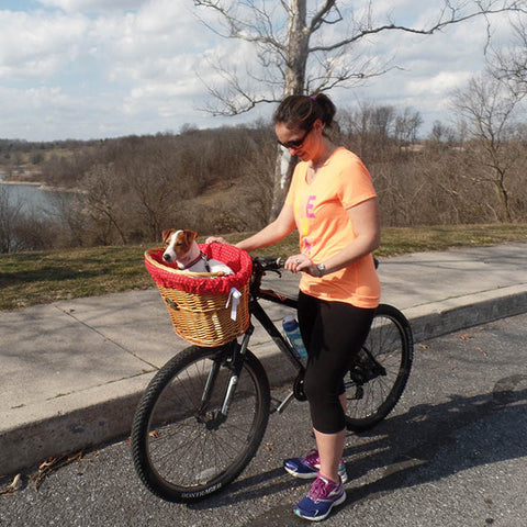 Training your dog to ride in a bicycle basket step 1