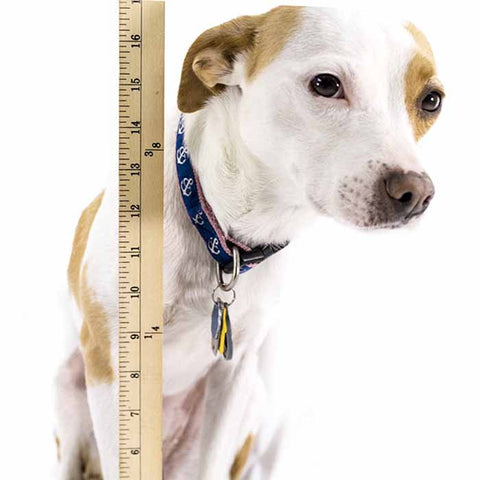 How to measure your dog for a bike basket