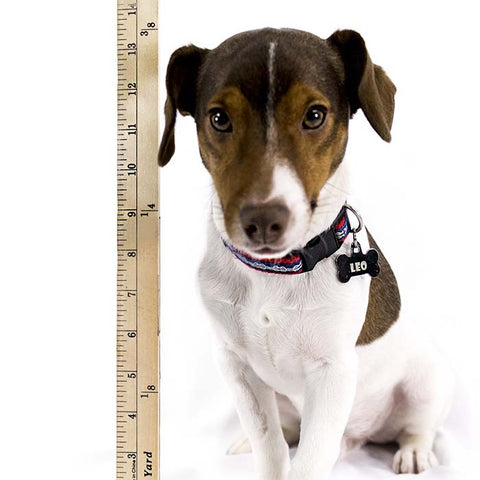 How to measure your dog for a bike basket