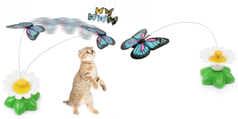 Chat qui joue avec un papillon interactif