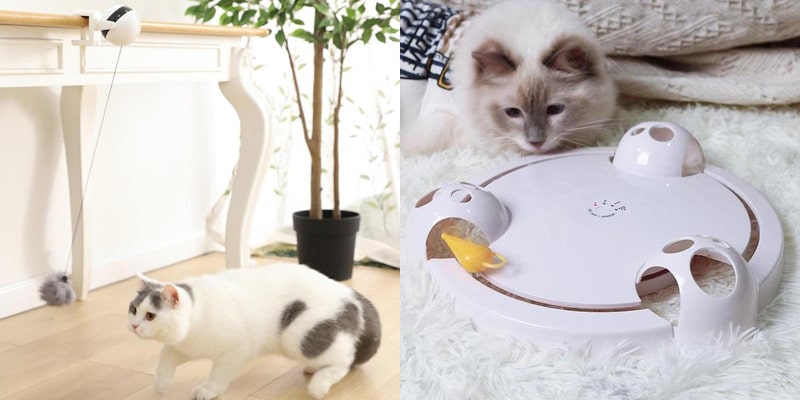Chats qui jouent avec des jouets interactifs pour chat