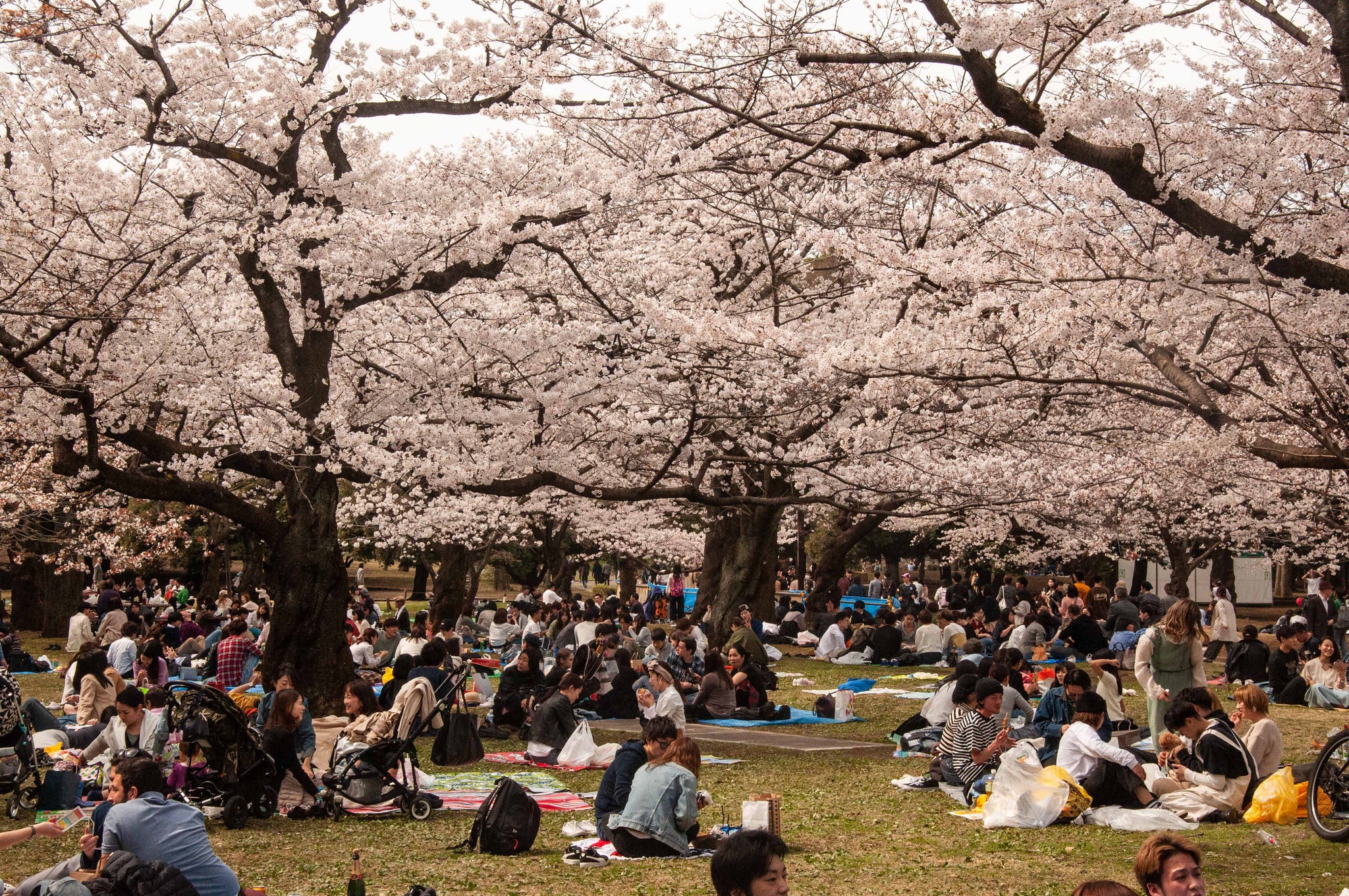 IN-TERIA Japan 2018