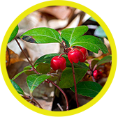 WinterGreen (Methyl Salicylate) 