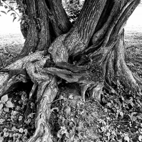 Gnarly Old Tree Landscape Photograph, instagram photo by Keith Dotson