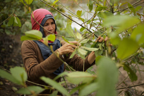 Harvesting Kratom