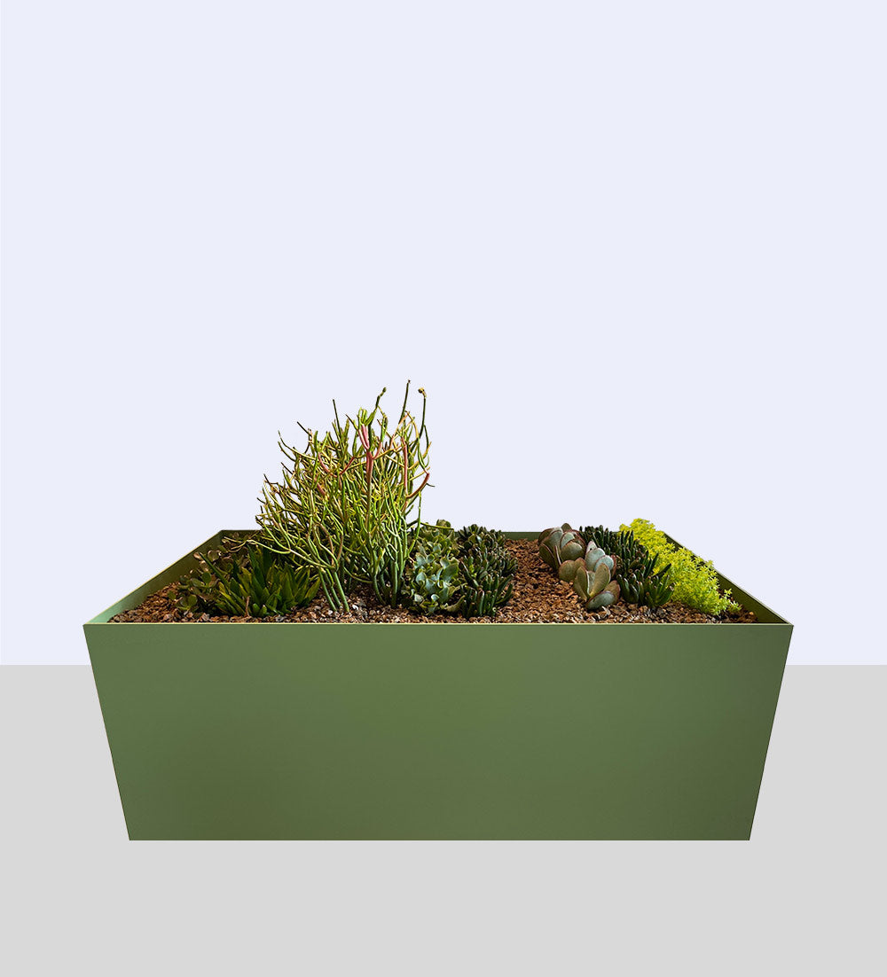 Atelier Belge low convertible planter in cactus green with cacti