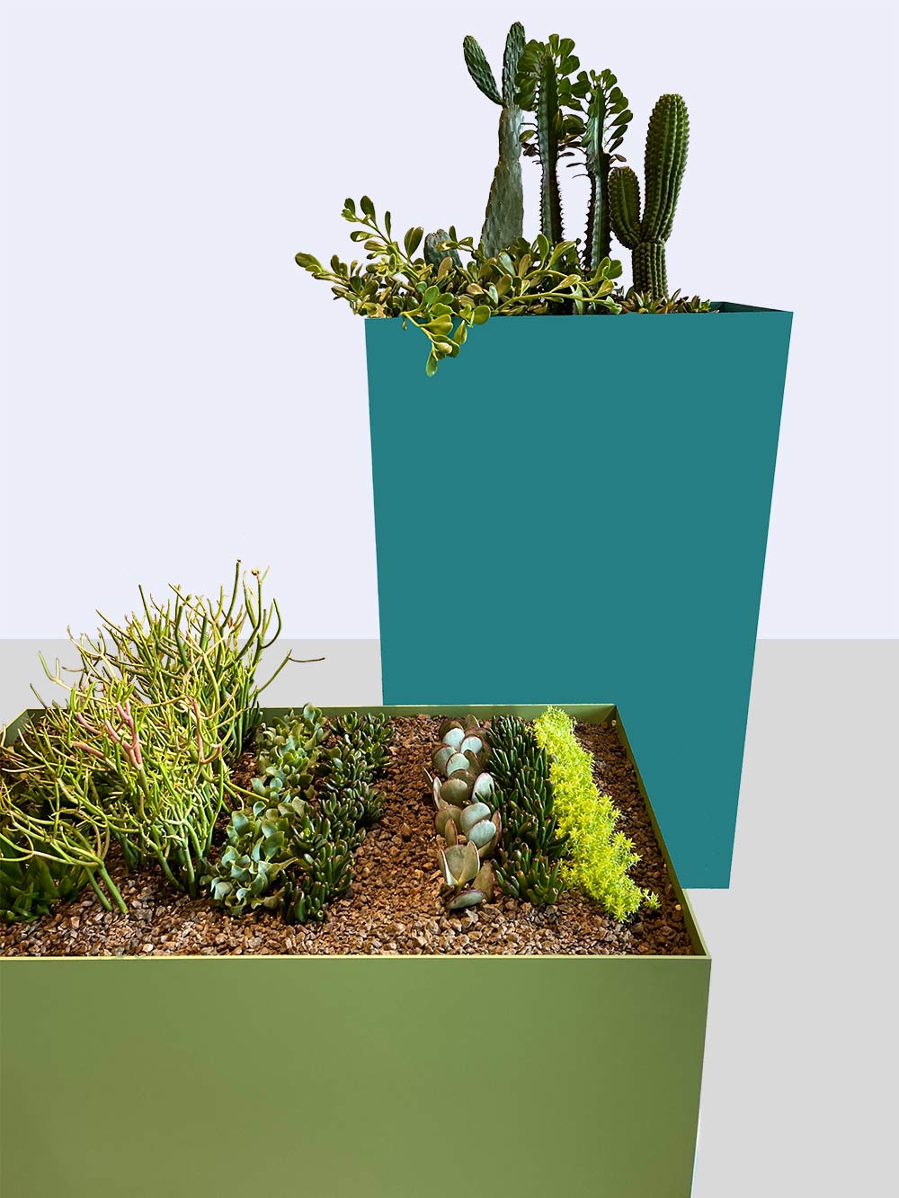 Atelier Belge Tall and Low Planters with cacti