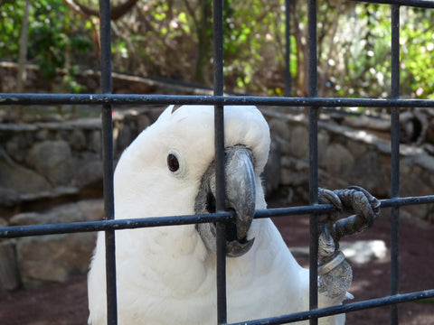 Cockatoo biting and holding onto cage bars