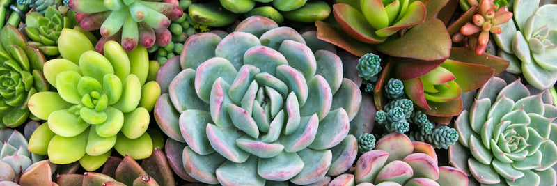 Golden Rules for Watering Echeveria 