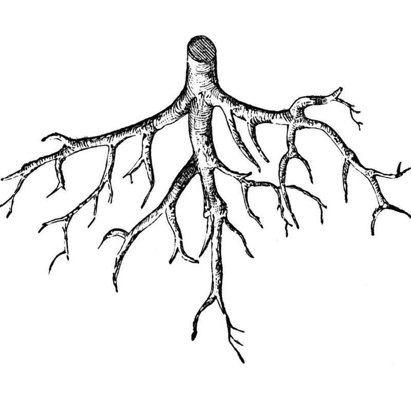 Featured image of post Plant With Roots Drawing Easy / Within a few weeks, you should have new plants.