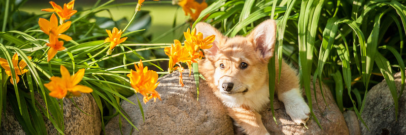 are gladiolus toxic to cats and dogs