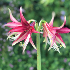 QUITO AMARYLLIS FOR SALE - CYBISTER