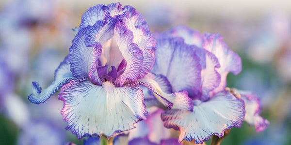 how to plant reblooming bearded iris Autumn Circus