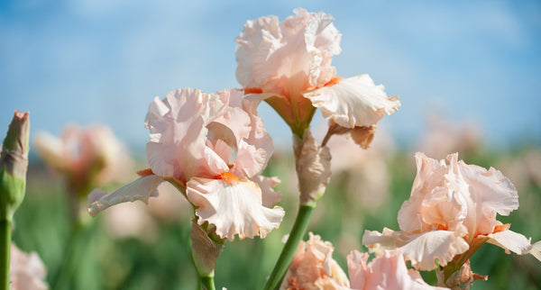 How to care for reblooming bearded iris Priscilla of Corinth