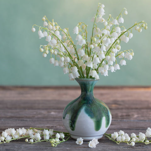 Lily of the Valley: Delicate Fragrant Beauty of Spring