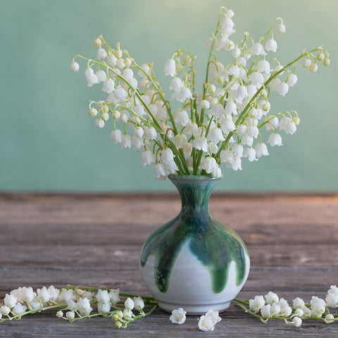 Lily of the Valley Pips – Easy To Grow BulƄs