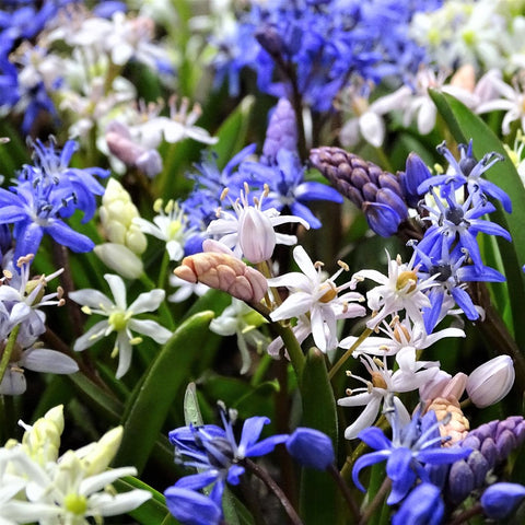 Scilla Blooms