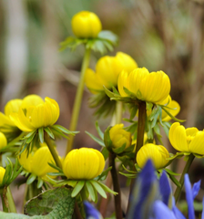 Winter Aconite Bulbs