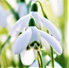 Snowdrop Bulbs for Sale