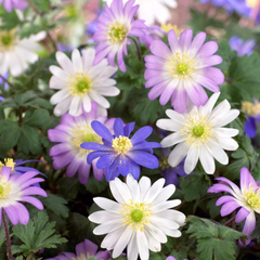 Anemone bulbs for sale